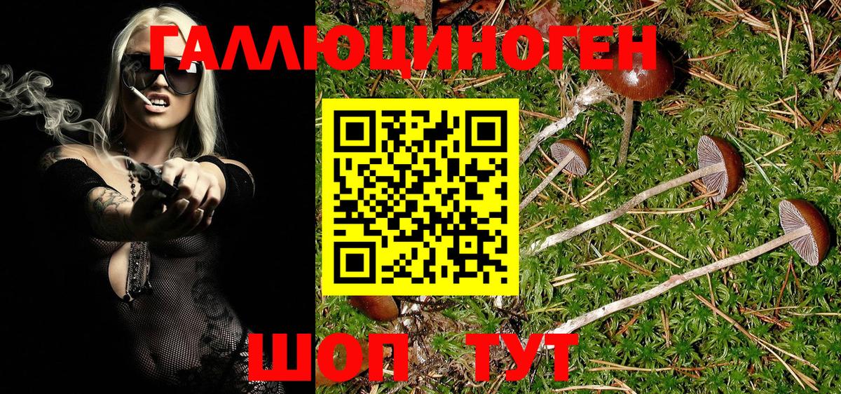 Псилоцибиновые грибы Psilocybe Узловая